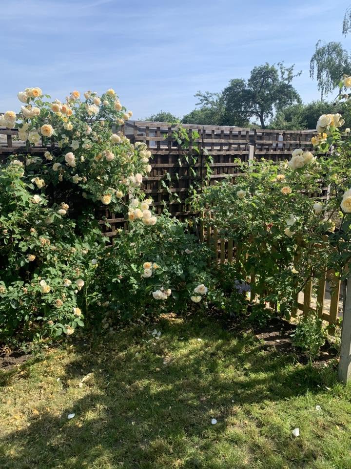 T&A Services gardening