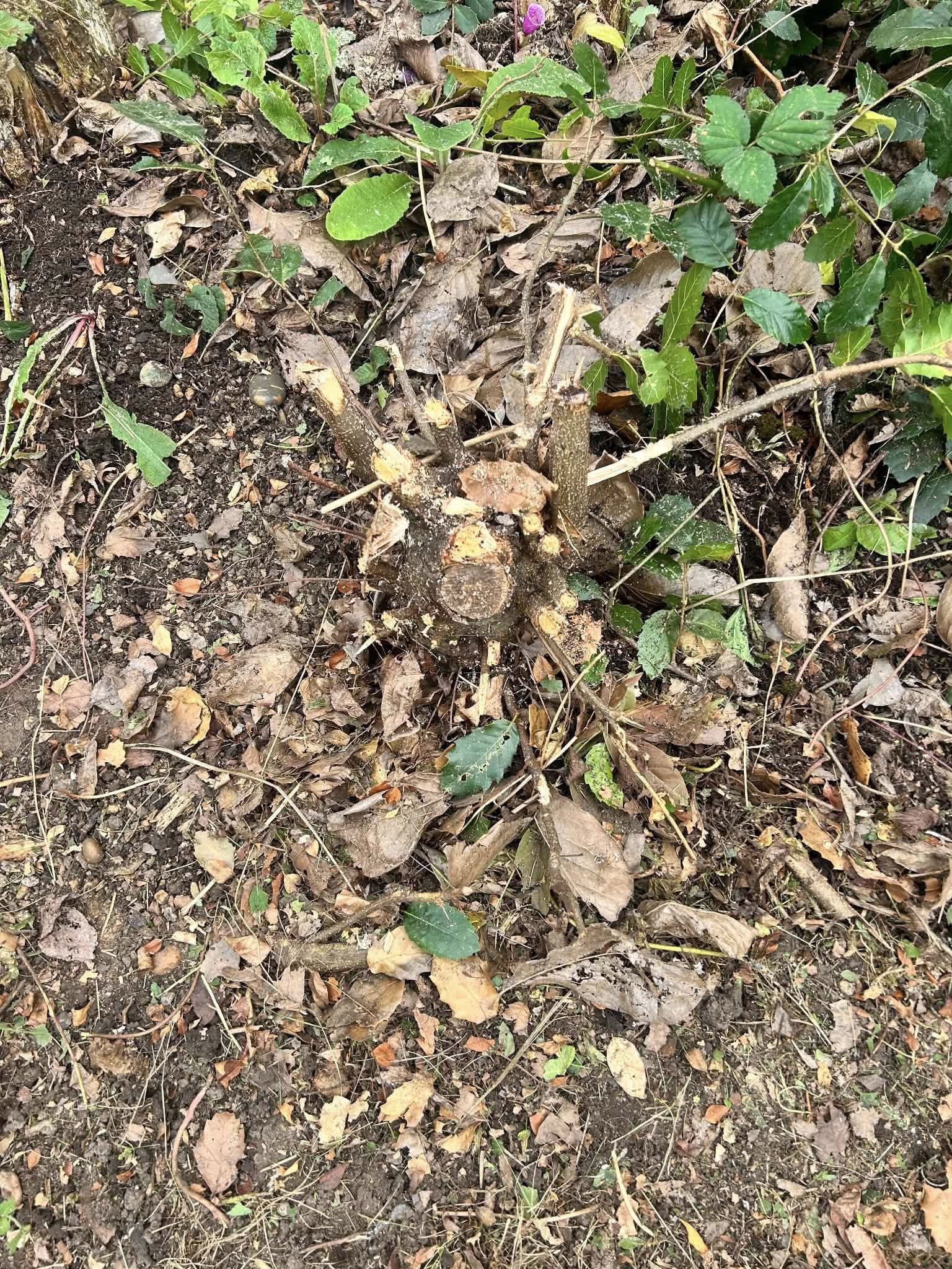 Garden ground with soil, plants and organic debris
