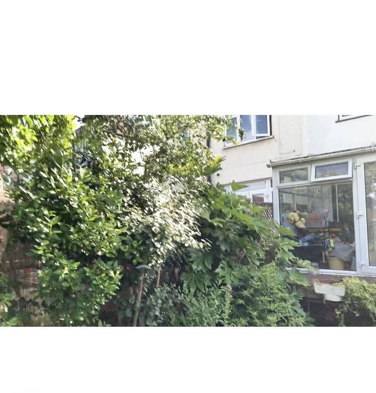 Ivy-covered house exterior with modern conservatory extension