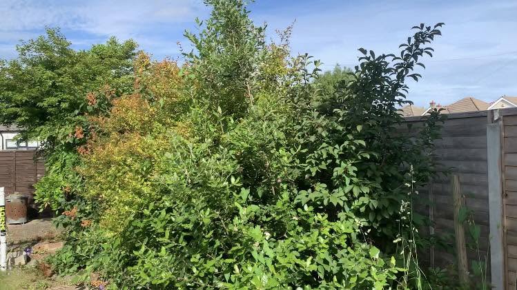 Before: overgrown garden with dense shrubs and trees needing trimming