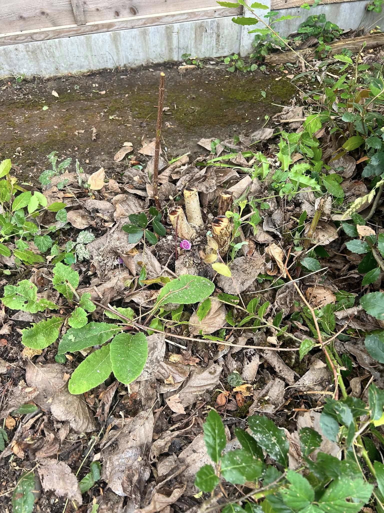 Before: overgrown garden bed with weeds and plant debris