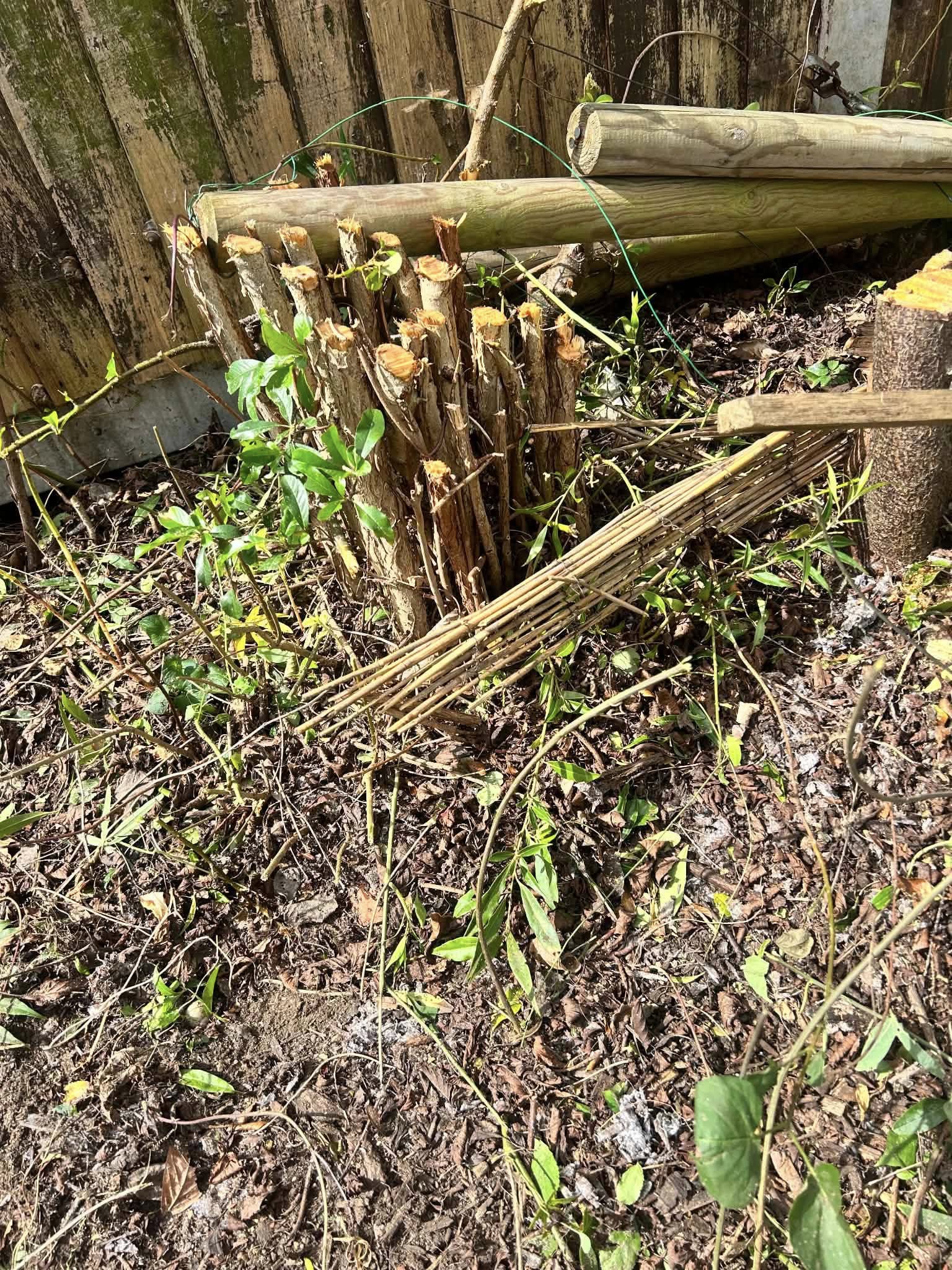 Before: overgrown garden with felled logs and dead vegetation