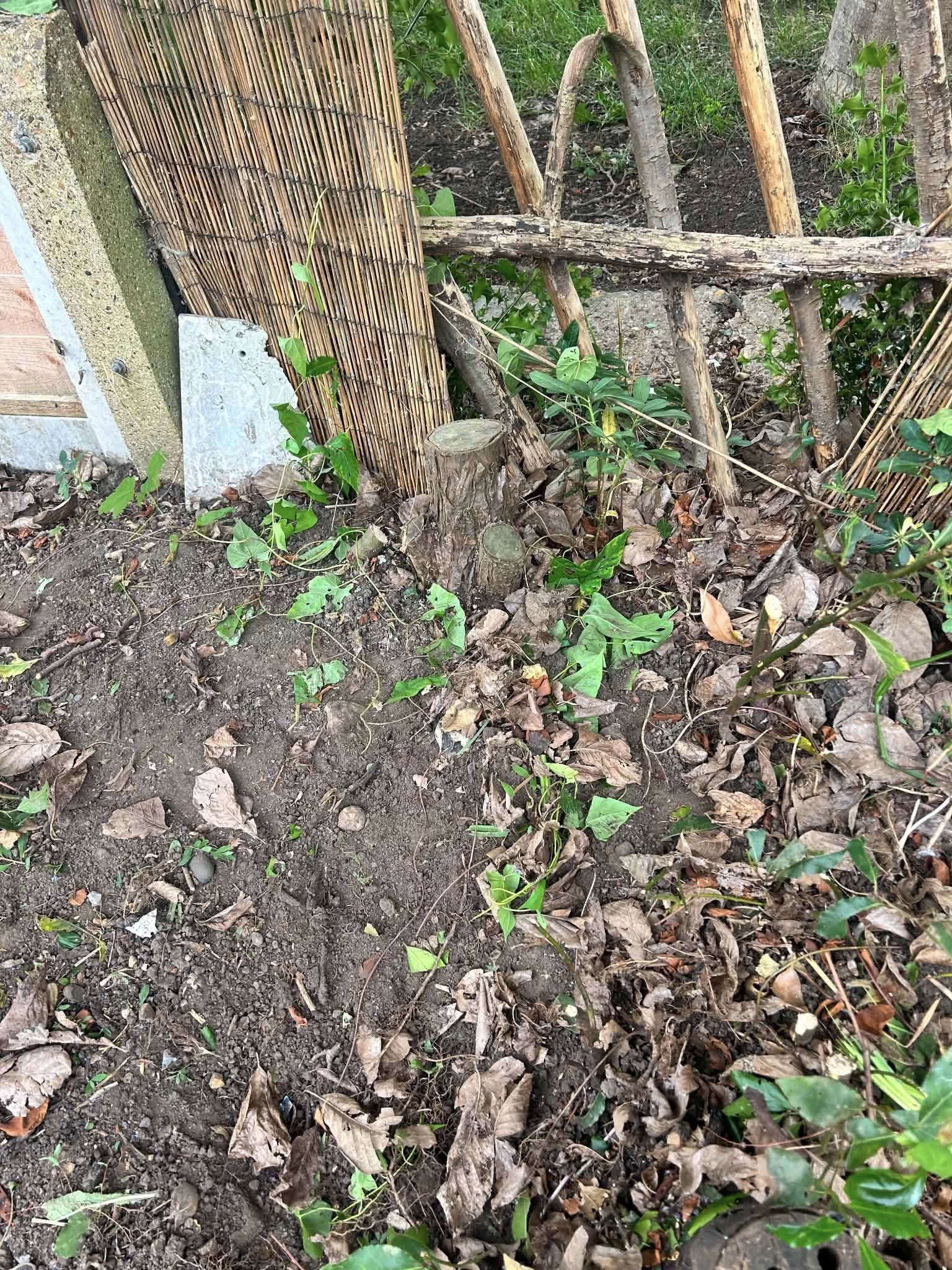 Before: garden bed with weeds, soil and wooden fence structure