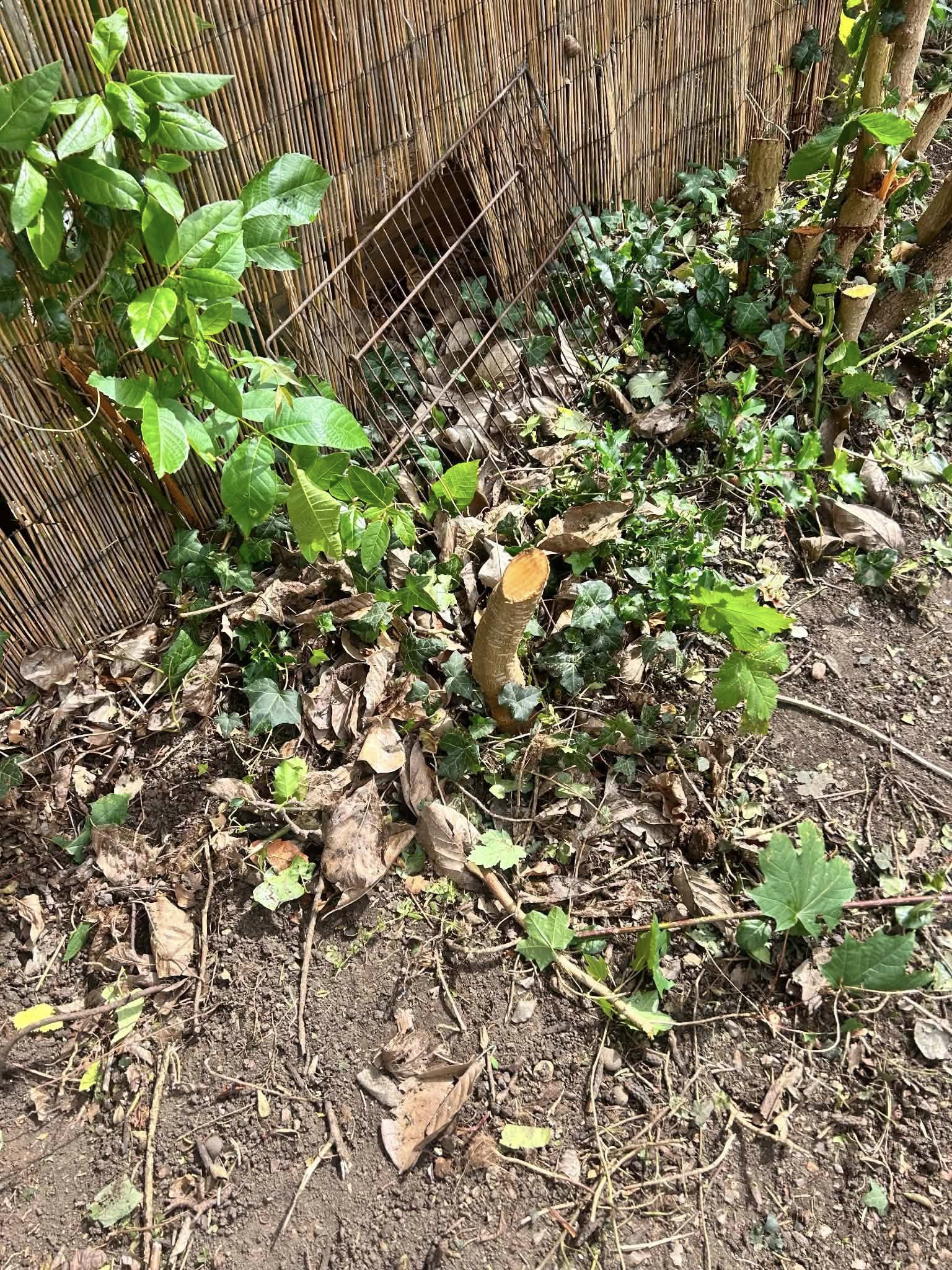 Before: overgrown garden bed with weeds and dead foliage