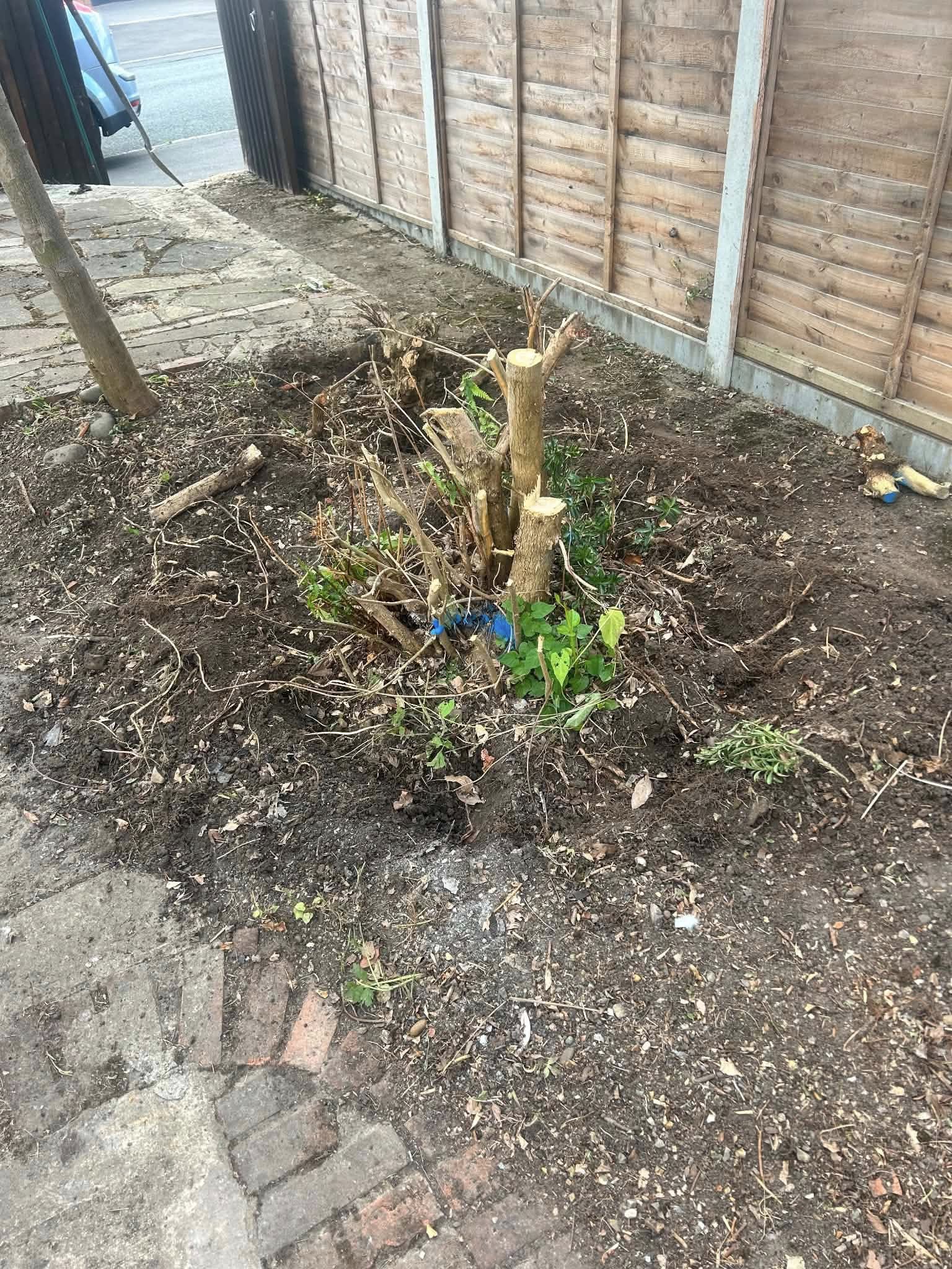 Before: overgrown garden area with dead tree stump and weeds