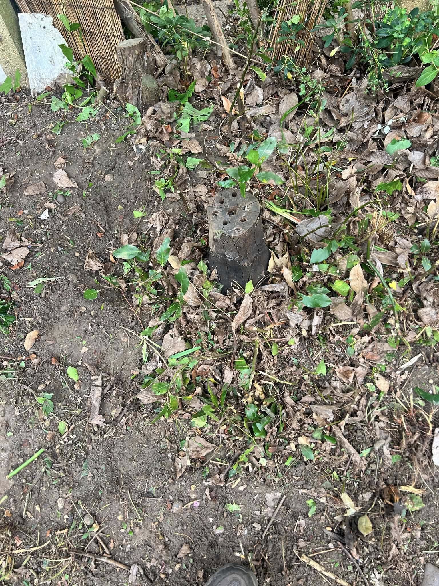 Before: garden bed with weeds, dead foliage and overgrown vegetation