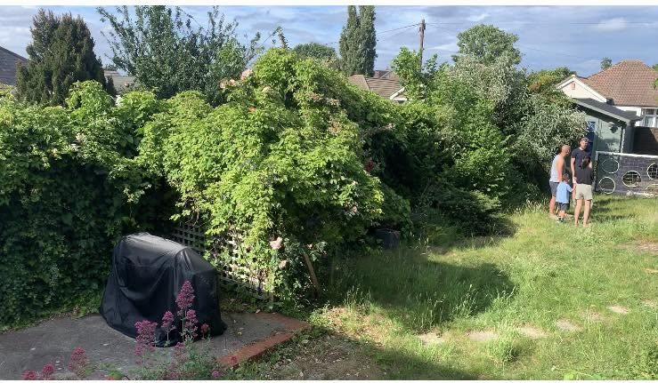 Overgrown garden with covered plant and residential buildings