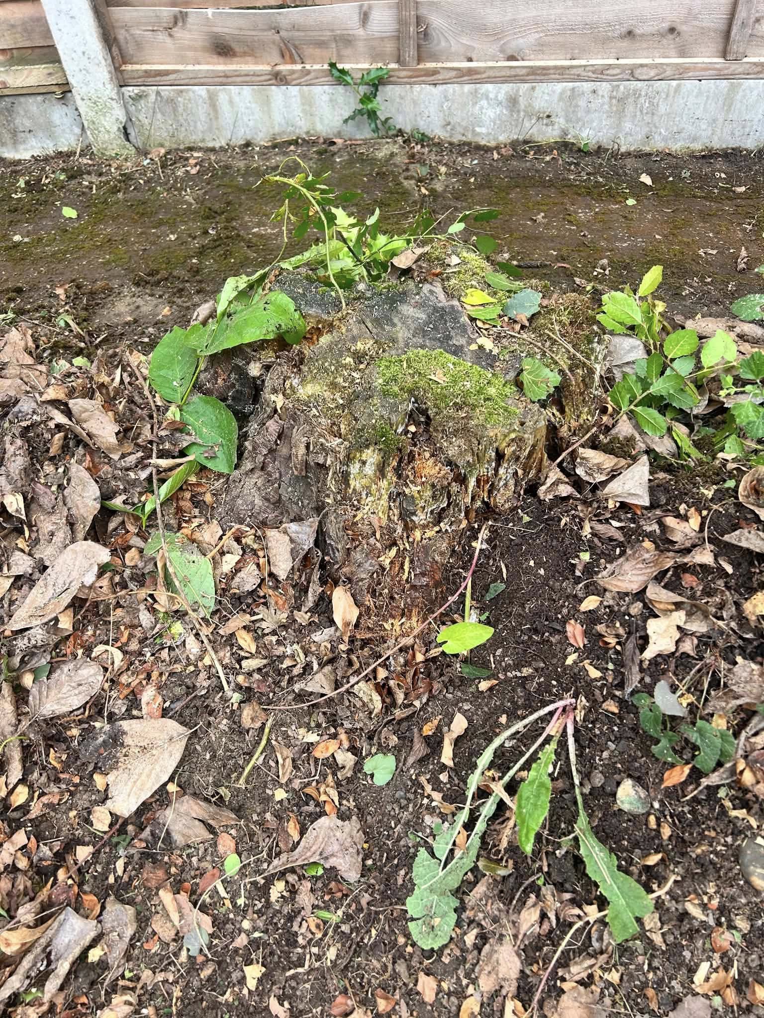 Tree stump with moss and sprouting weeds in garden bed