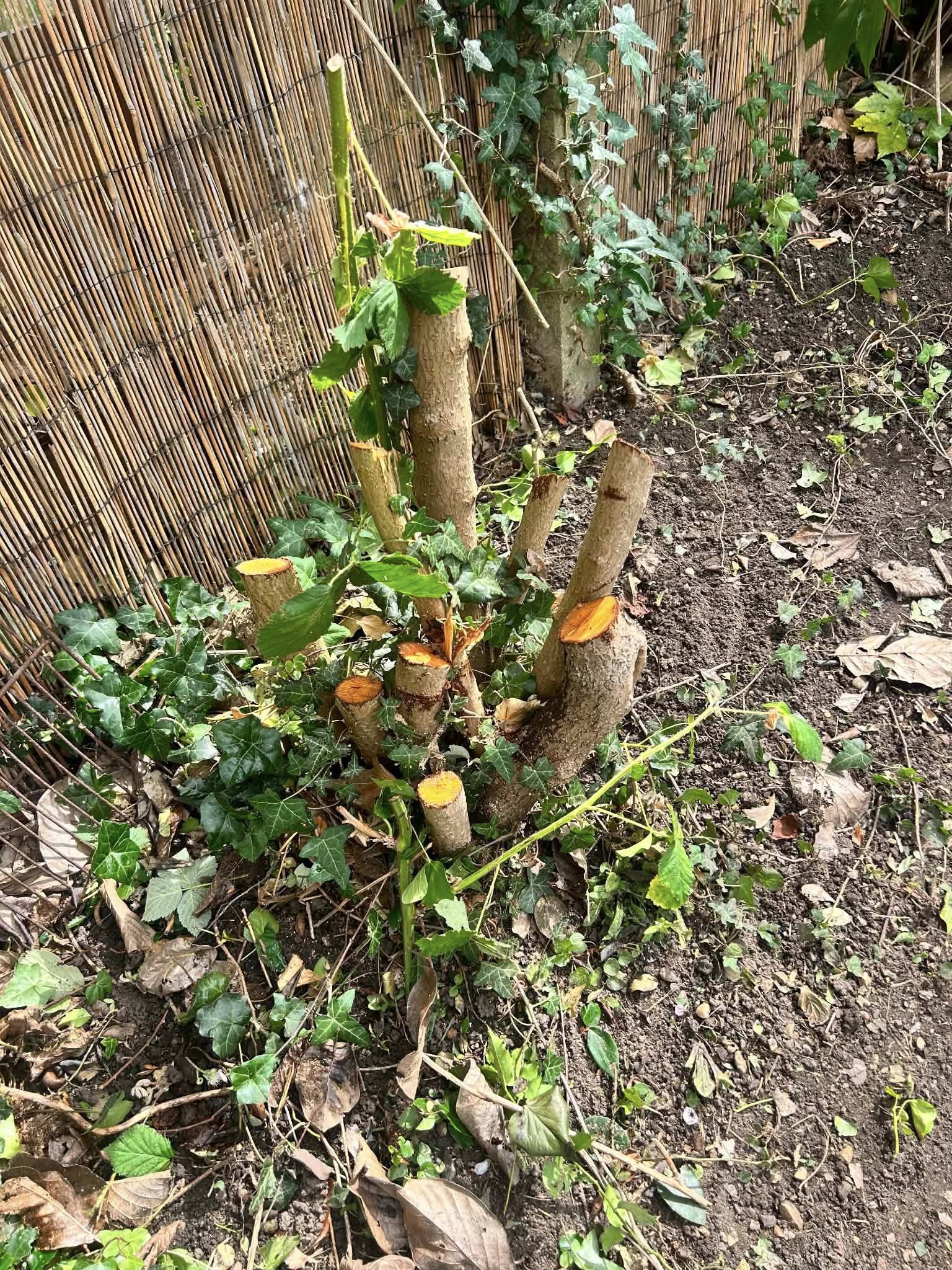T&A Services garden projects
